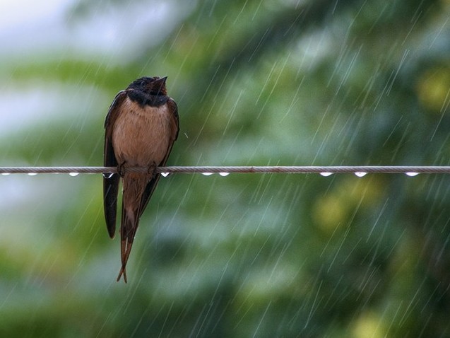 28 mamyr: Elimizdiń basym bóliginde ótkinshi jańbyr jaýady