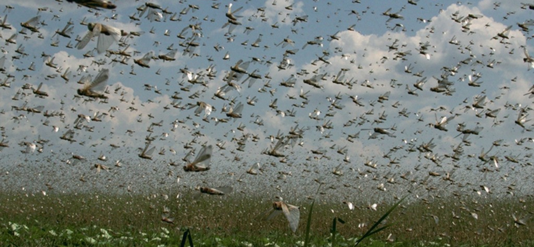 Shegirtkeler álemdi jaýlap jatyr