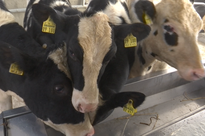 Aqmolaǵa asyl tuqymdy mal jetkizilip jatyr