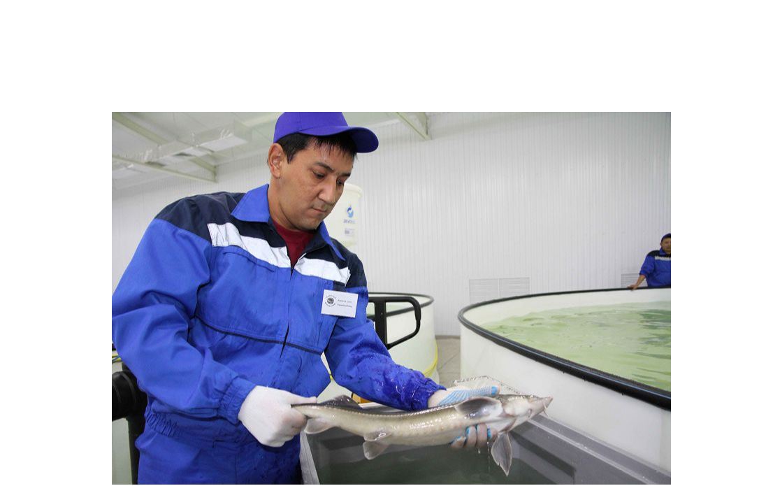 Basseınde ósken balyq