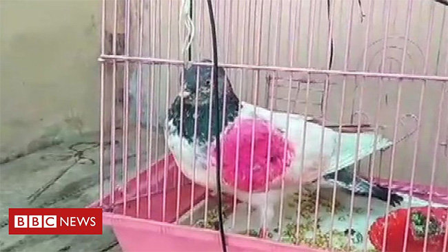 Úsh jyl túrmede otyrǵan kógershin bosap shyqty