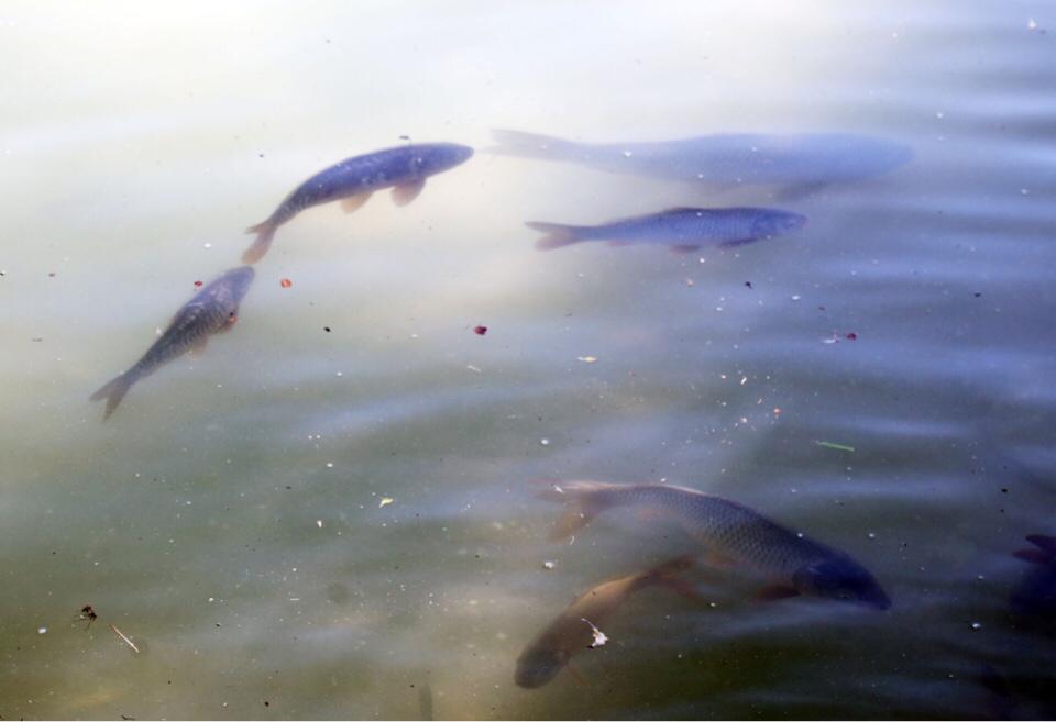 Jambyl oblysynda balyq sharýashylyǵy ózekti kúıinde qalyp otyr