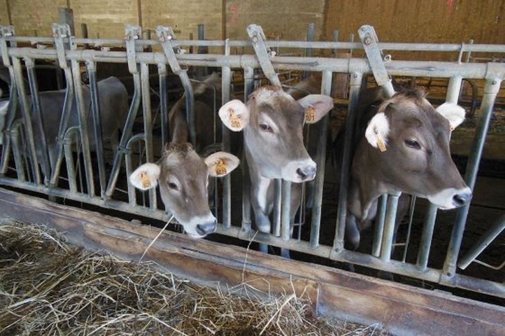 Qostanaı oblysynda 381 aqyldy ferma qurylady