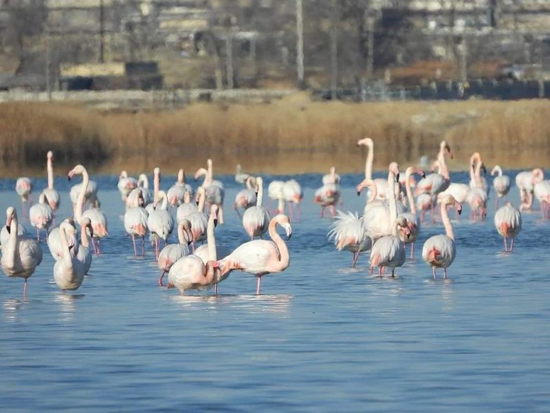 Qarakólge halyqaralyq  mártebe berilse