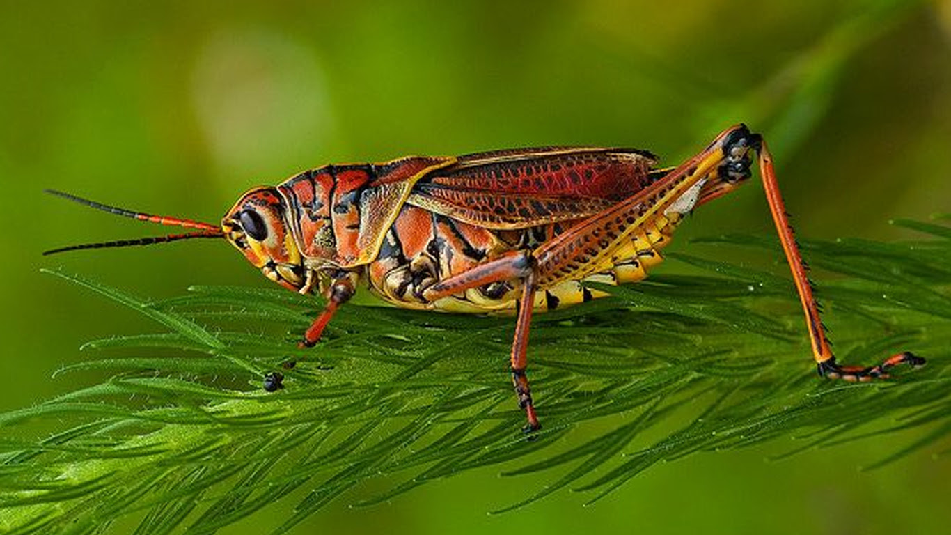 Jemir shegirtkeler shyǵys óńiriniń aýdandarynda boı kórsetti
