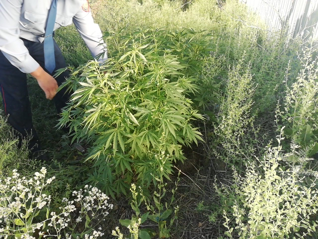 Qyzylorda turǵyny aýlasyna 83 túp sora ekken