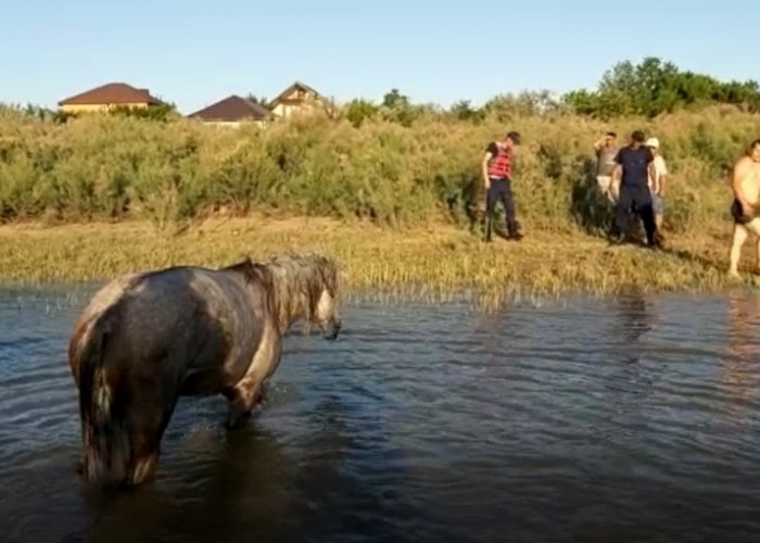 Atyraýda brakoner toryna balyq emes, jylqy tústi