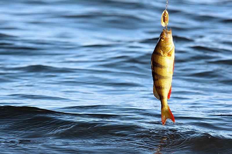 Kókshetaýda sasyq balyqtardy aýlaý tyıylmaı otyr