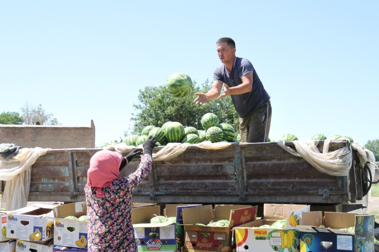Maqtaaralda 120 myń tonna qarbyz-qaýyn TMD elderine eksporttaldy
