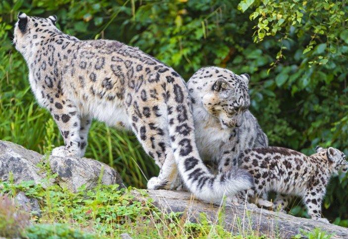 Almaty taýlarynda qar barysy balalarymen birge serýendep júr