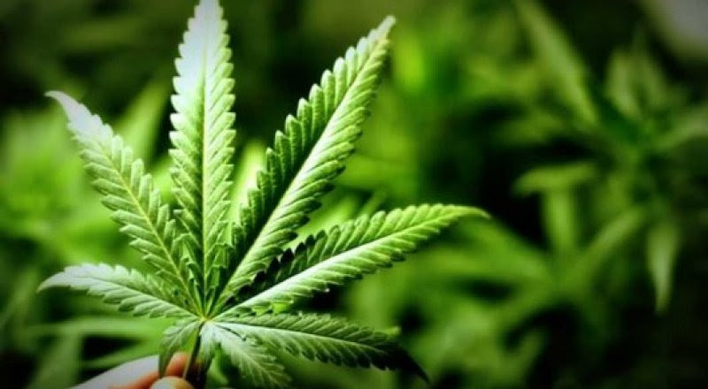 Túrkistan oblysy turǵynynyń aýlasynan bes túp qarasora tabyldy