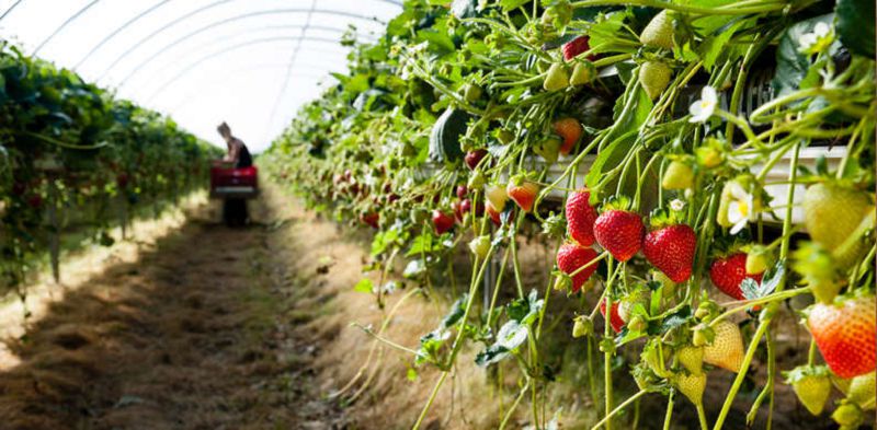 Agroónerkásip kesheni qansha adamdy asyraıdy?