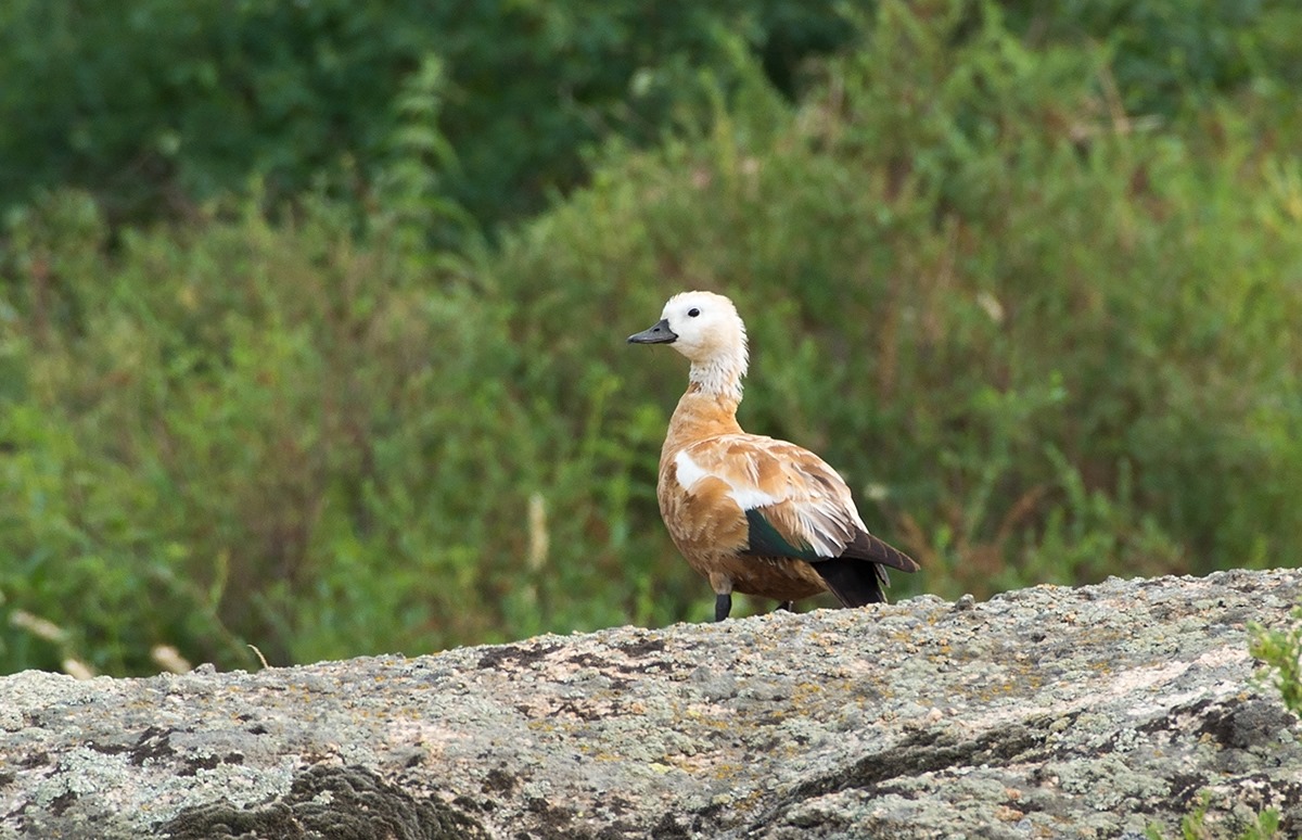 Shilde aıyna arnalǵan aýa raıy boljamy