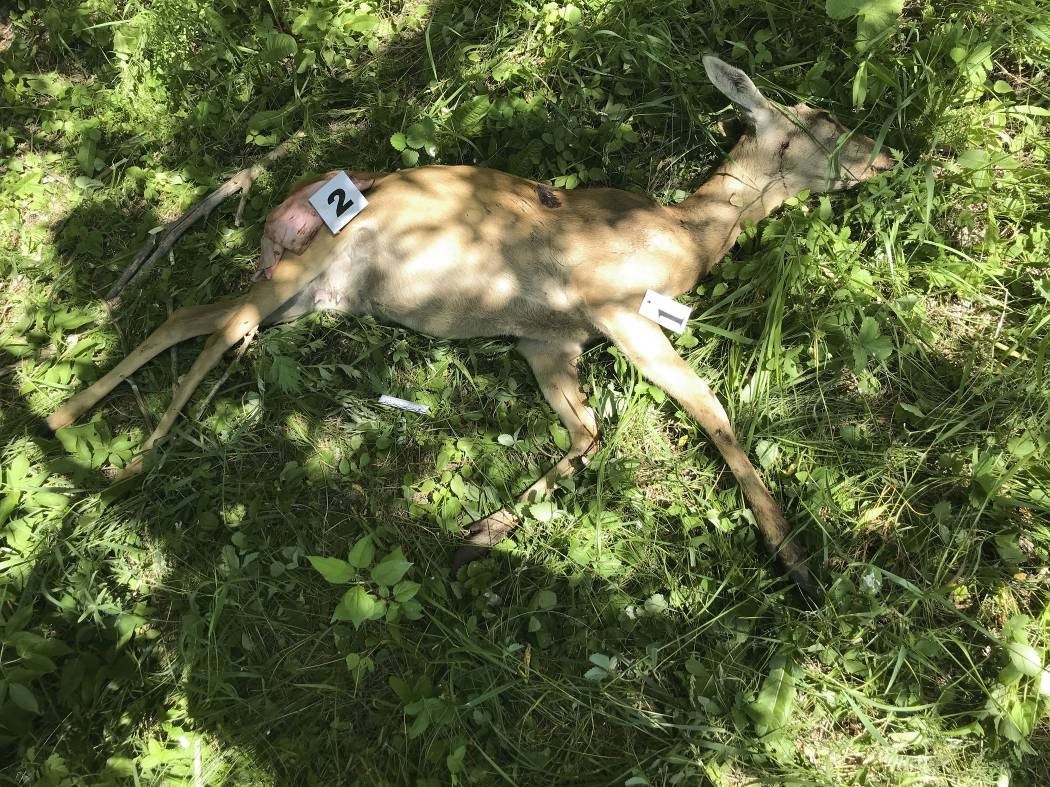 Soltústik Qazaqstanda elikke oq atqandar ustaldy