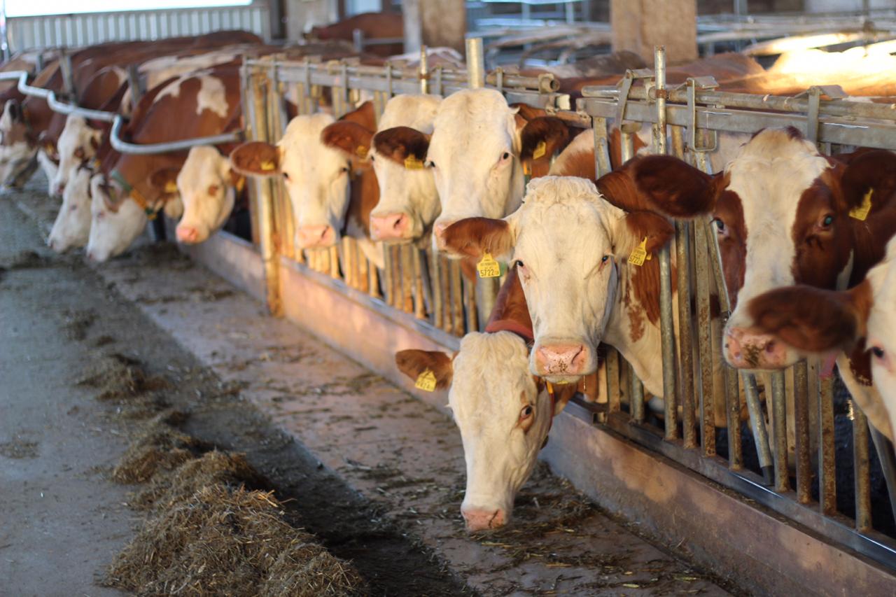 Shymkentte mal sharýashylyǵyn damytýda 7 joba júzege asyrylýda