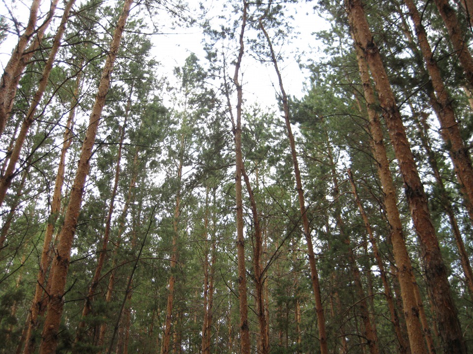 Pavlodar oblysynyń ormandarynda 2 mıllıonǵa jýyq ań bar