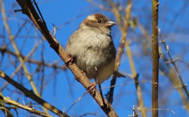 Búgin birneshe óńirde aptap ystyq bolady
