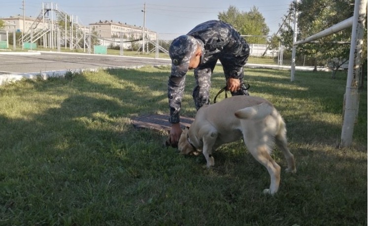 600-den astam qylmys ıtterdiń kómegimen ashyldy