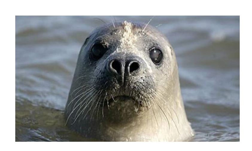 Itbalyqqa «ıttik» jasaldy