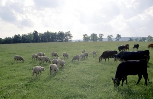 EAEO mal ósirý men tuqym alý ádisterin biregeılendiredi