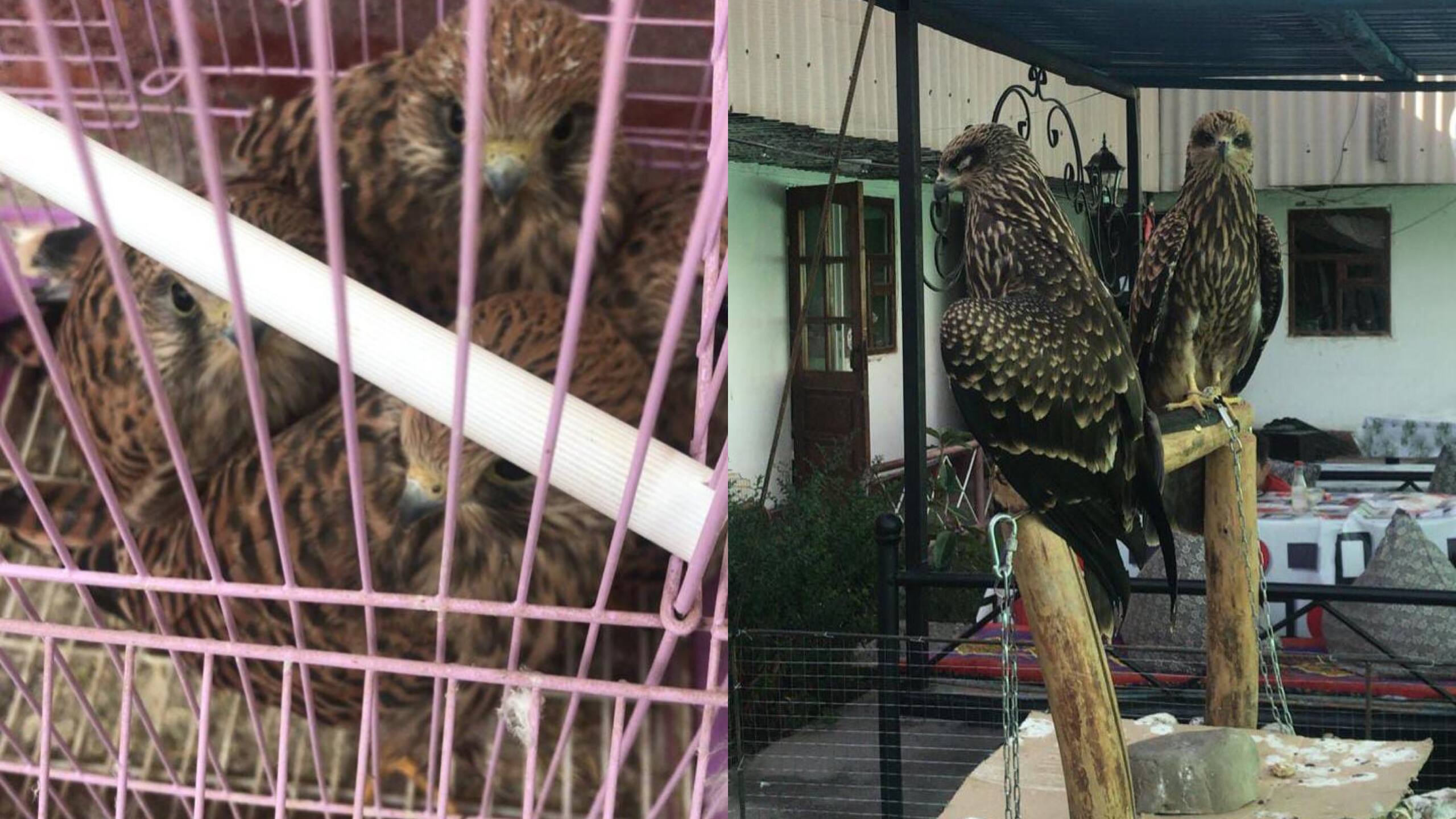 Sırek kezdesetin jyrtqysh qustar shaıhanadan tabyldy