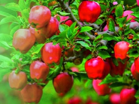 Otandyq baǵbandar Nıderland tehnologııasyn qoldanady