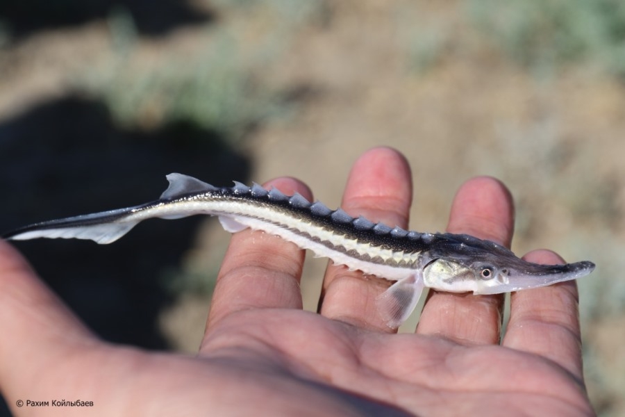 Atyraýda Jaıyqqa shoqyrdyń shabaǵyn jiberdi