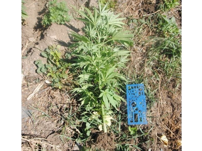 Bulaq basyna sora ekkender ustaldy