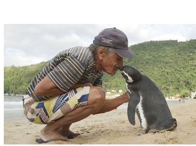 Qutqarýshysyn qurmetteıtin pıngvın