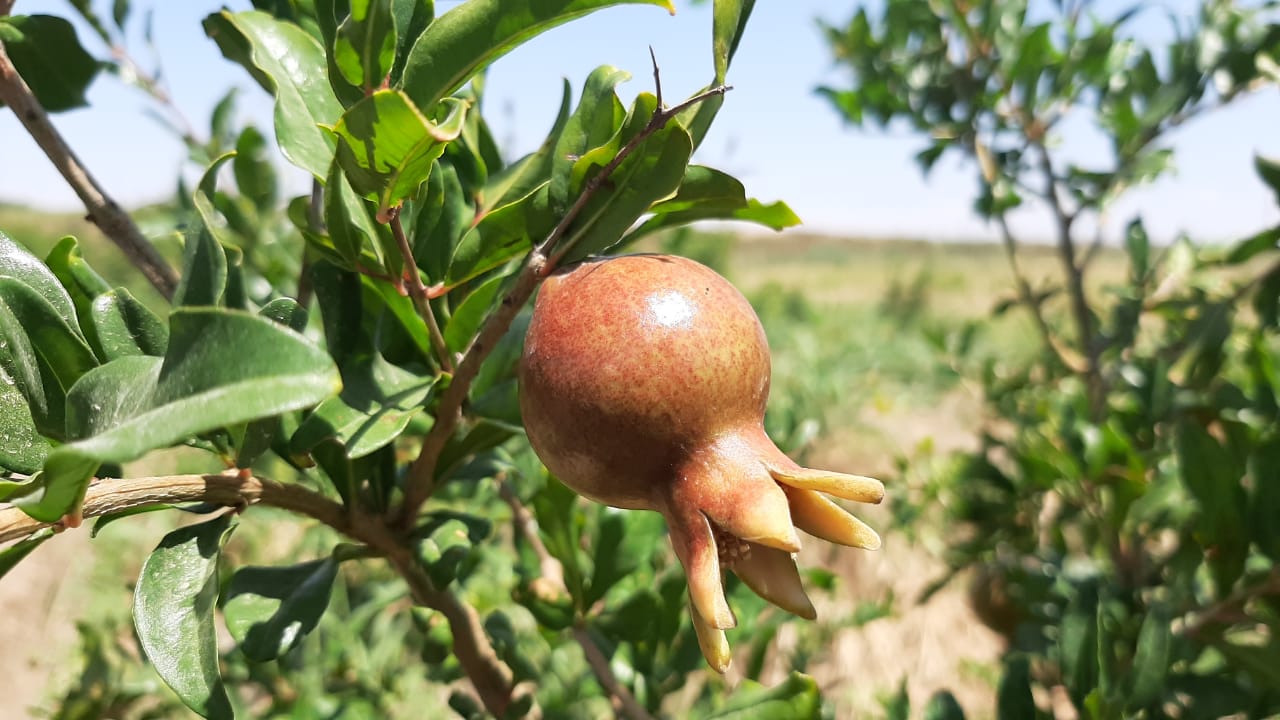 Túrkistanda tropıkalyq jemister ónimi arta túsýde
