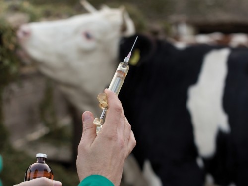 Shyǵys Qazaqstan oblysynda maldyń qutyrma aýrýynyń taralý qaýpi joıyldy