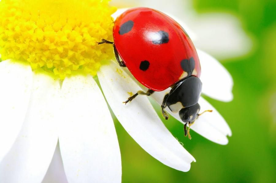 Tamyzda kún raıy qandaı bolmaq?