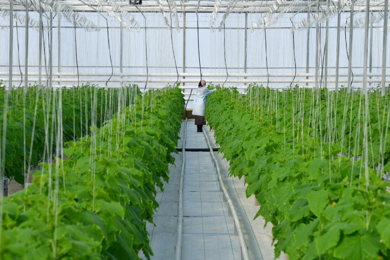 Aýyl sharýashylyǵy óniminiń ósimi boıynsha Shymkent respýblıkada kósh basynda