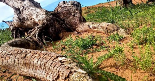 О́ńirde kúrdeli ekologııalyq másele kóp