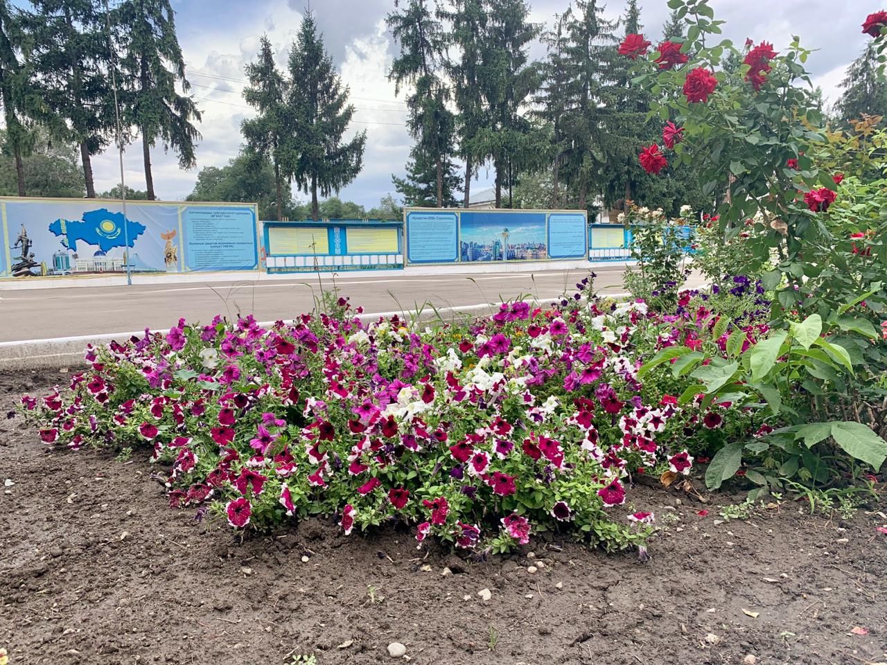 Túrme aýmaǵyn gúlbaqqa aınaldyrdy