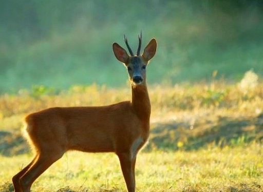 Joldy kespek bolǵan elik mashınanyń astyna tústi