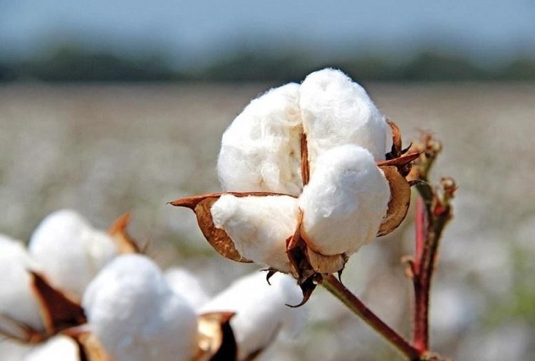 COVID-19: Maqtanyń keremet qasıeti