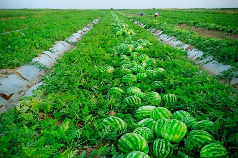 Baqsha ekkenniń beıneti qashan bitedi?