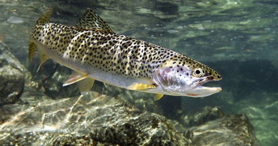 Hanbalyqty sharbaqta ósiredi