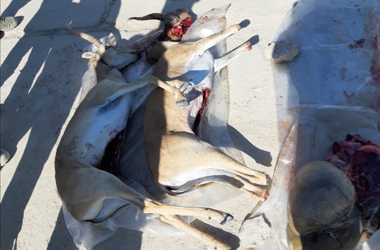 Qyzylordada zańsyz kıik aýlaǵan turǵyn ustaldy