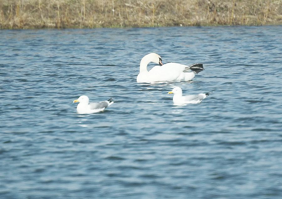 Taldykól qurǵatyla ma?