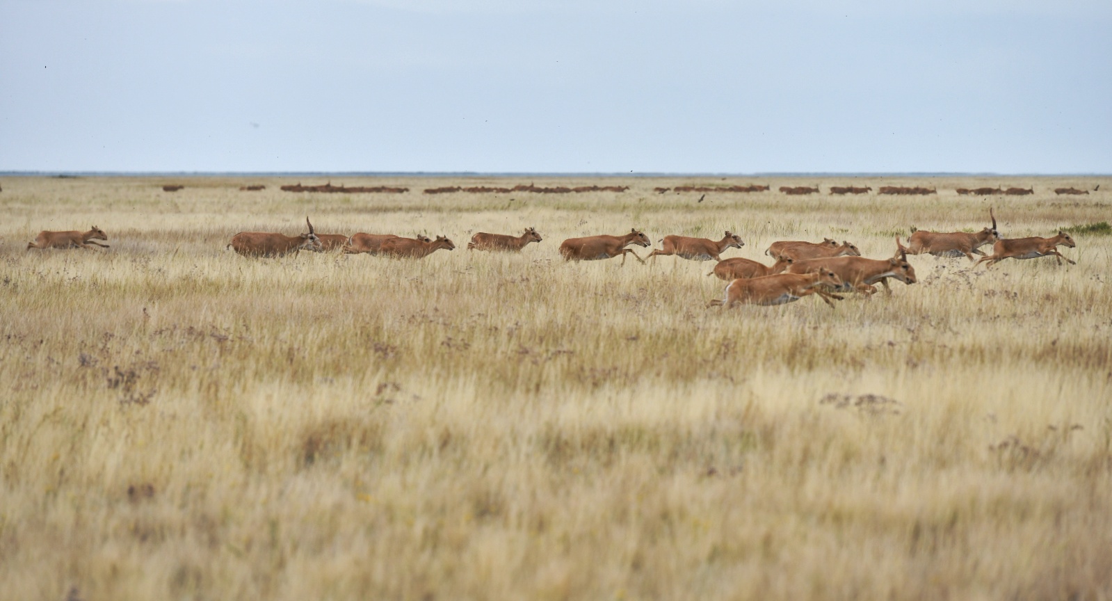 Qazaqstanda aqbókenderdi qorǵaý erekshe nazarǵa alyndy