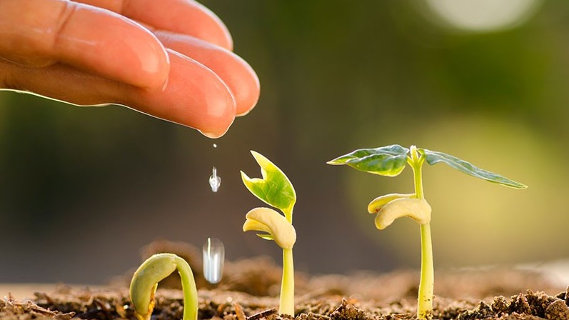 Qazaqstandyq kásipkerler kanadalyq tuqymdardy qalaı satyp alýda?