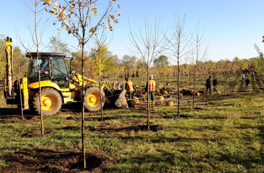 Almatyda  zańsyz aǵash keskeni úshin jer teliminiń ıesi jaýapqa tartyldy