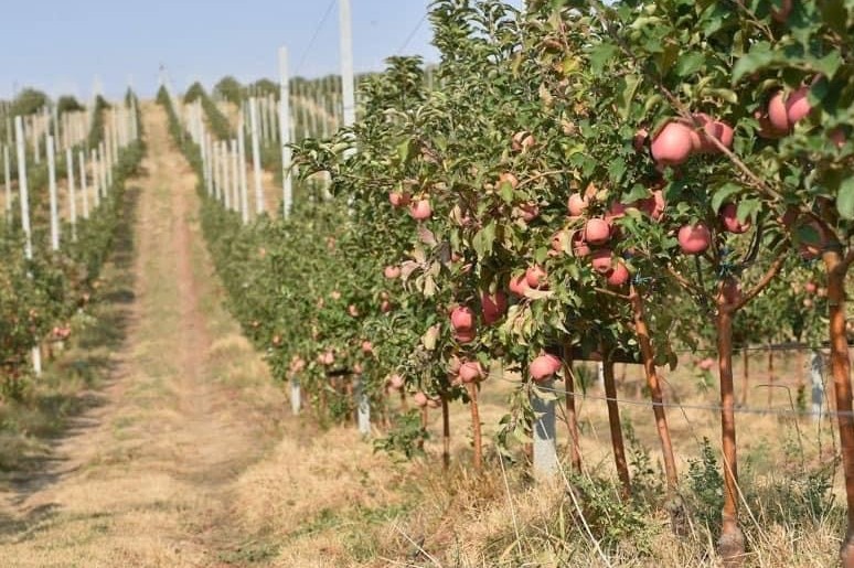 Shymkentte ıntensıvti baý kólemi artyp keledi