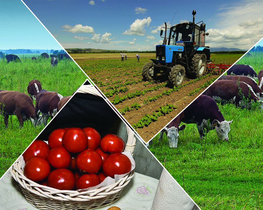 Kooperatıv: irilengenniń isi iri bolady