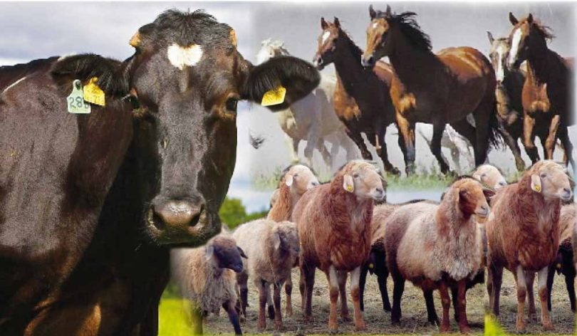 Mal ónimin molaıtýǵa meılinshe kóńil bólsek