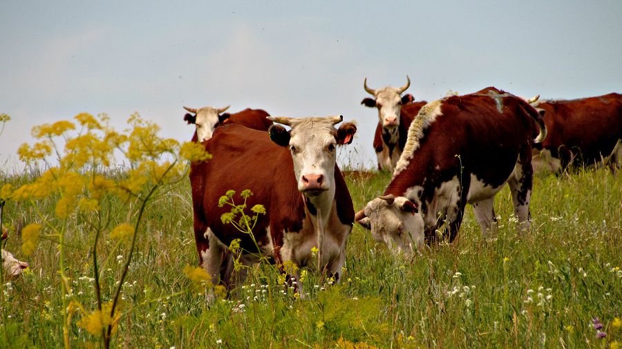 Ekologııalyq ónim hám ekonomıkalyq brend
