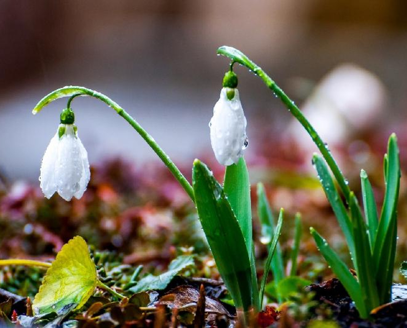 Búgin Qazaqstannyń basym bóliginde kún jańbyrly bolady