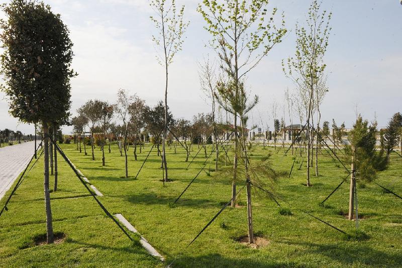 2025 jylǵa deıin Qazaqstanda 2 mlrd túp aǵash otyrǵyzylady